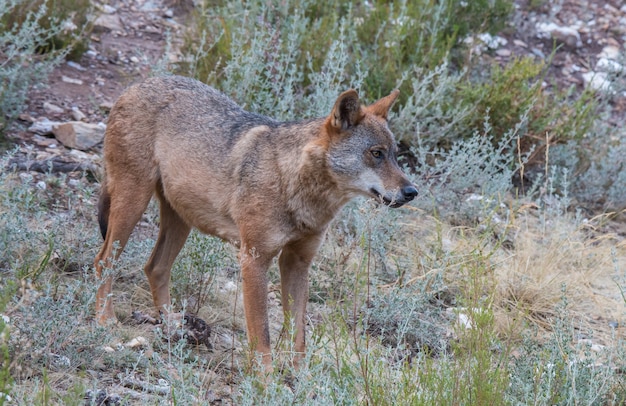 el lobo ibérico