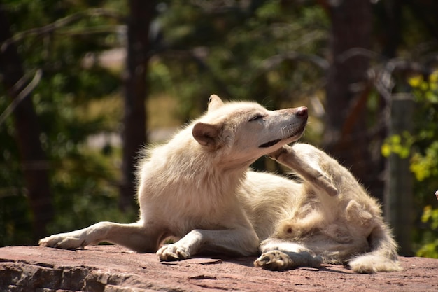 Lobo de madera blanco macho rascándose la oreja con la pata trasera