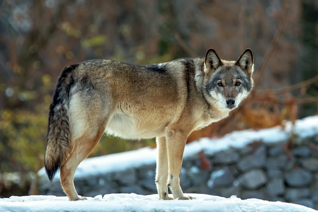 Lobo de madera en una escena de invierno