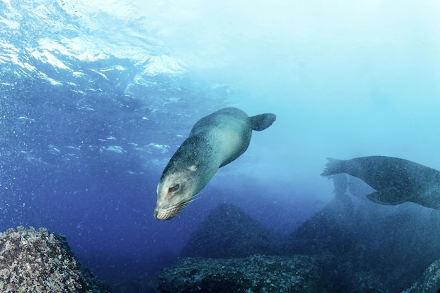 Lobo-marinho de Galápagos Arctocephalus galapagoensis leão nadando em submarinos tropicais