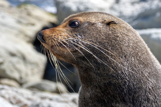 Lobo-marinho. Kaikoura. Nova Zelândia