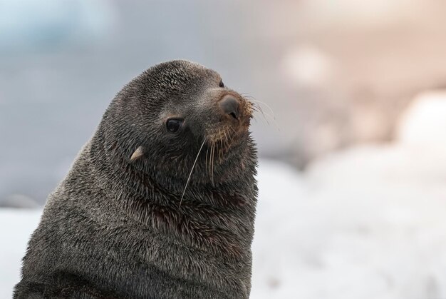 Lobo marino antártico Arctophoca gazella una playa península antártica