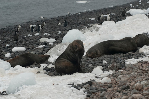 Lobo marino antártico Arctophoca gazella una playa península antártica