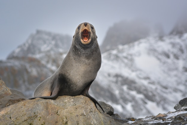 Lobo marino antártico protegiendo su territorio