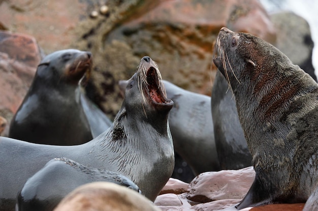 Lobo marino del cabo Cape Cross Namibia