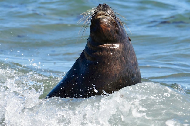 Lobo Marino Macho Patagonia Argentina