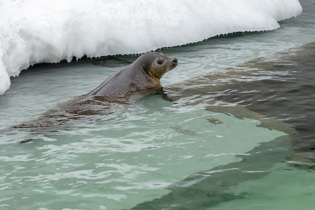 Lobo marino nadando en el agua