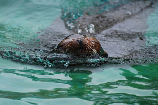 Foto lobo marino nadando con la nariz fuera del agua.