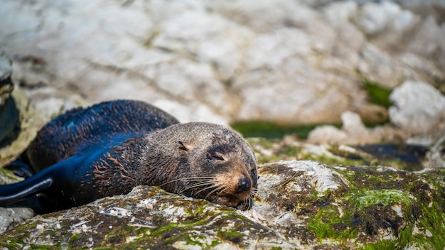 Lobo marino en Nueva Zelanda