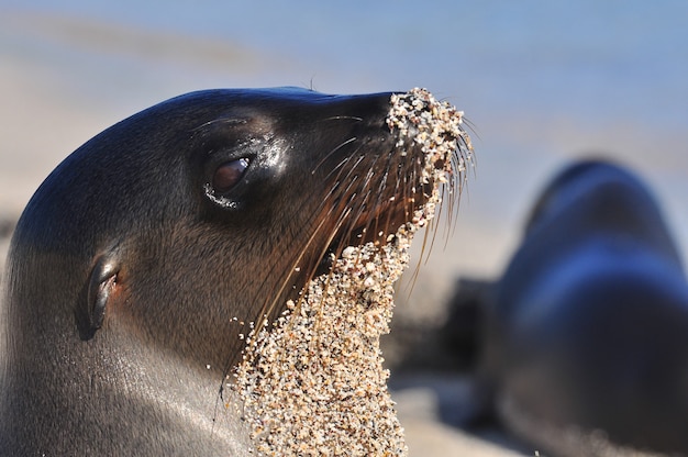 Lobo marino en la playa