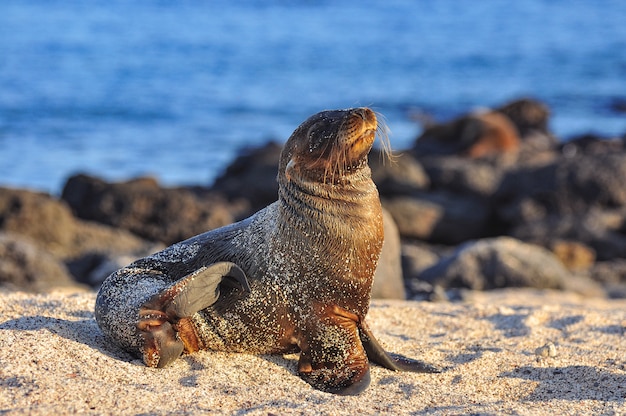 Lobo marino en la playa