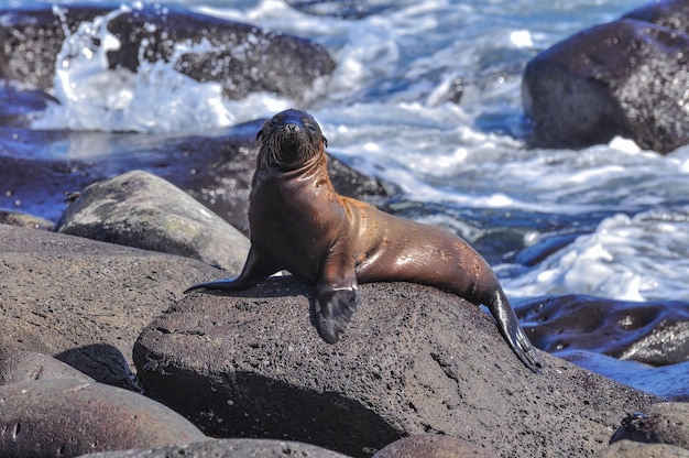 Lobo marino sobre una roca