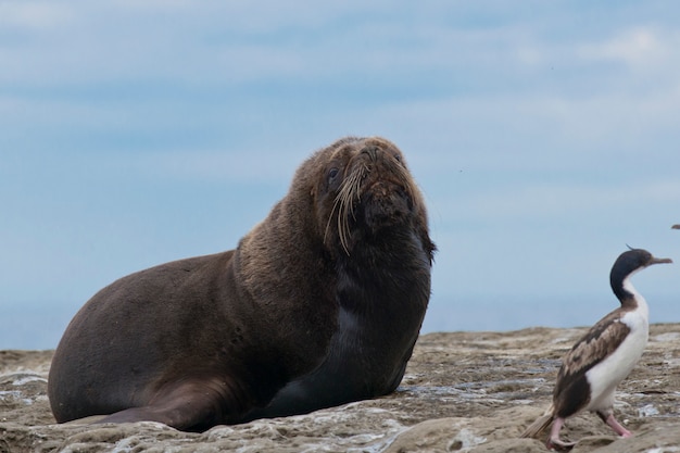 Foto lobo marino sudamericano