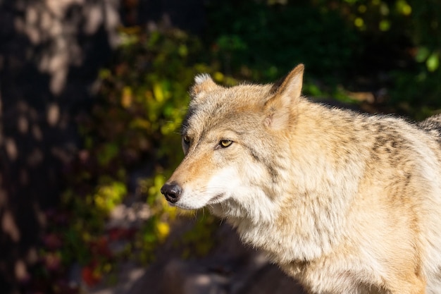 Lobo na floresta