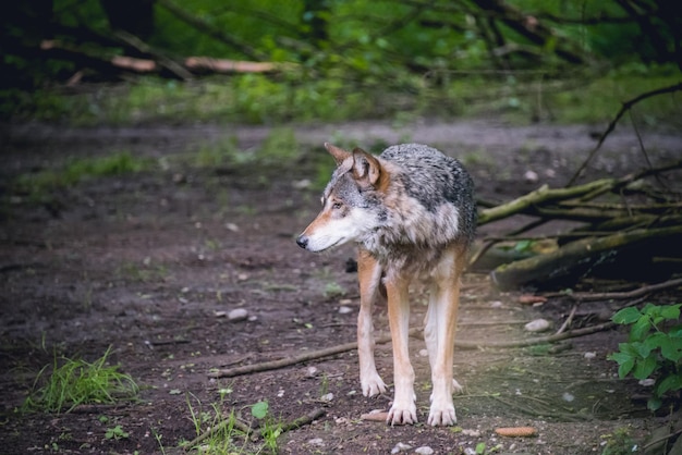 Lobo no campo