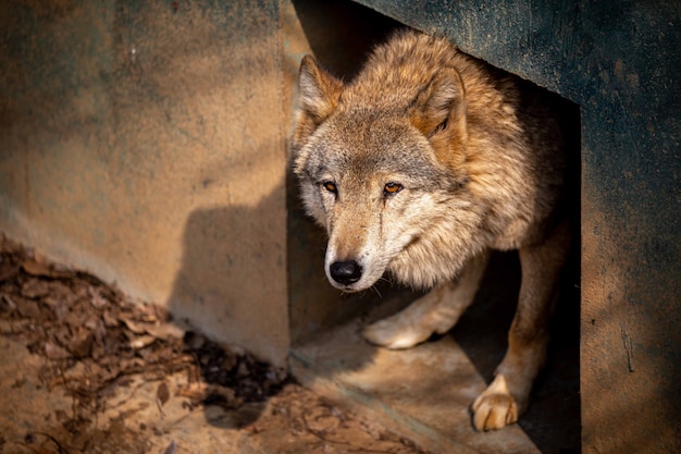 Lobo no zoológico