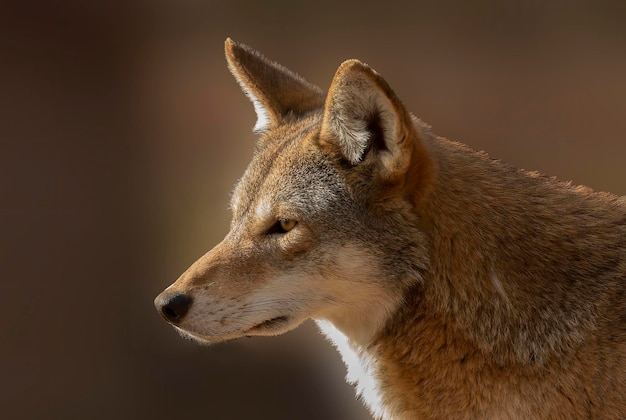 Lobo rojo Canis lupus rufus una rara especie de lobo nativa del sureste de los Estados Unidos