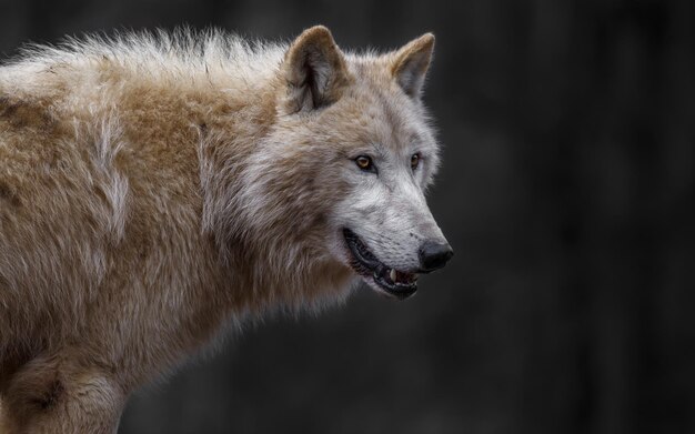 Lobo Ártico