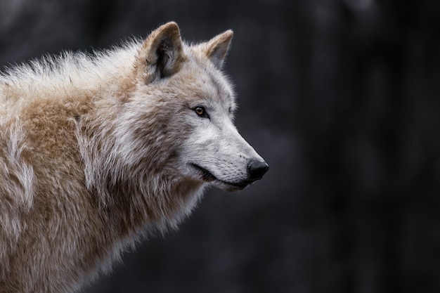 Lobo Ártico