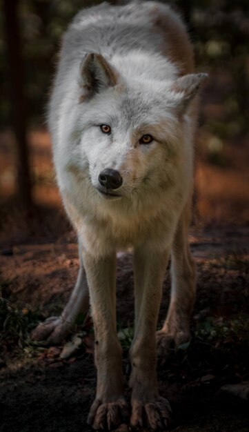 Lobo Ártico