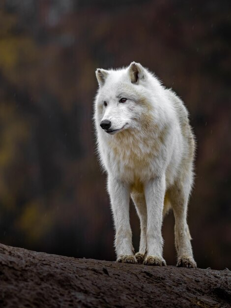 Lobo Ártico