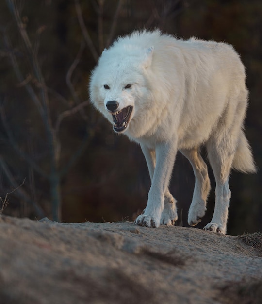 Lobo Ártico