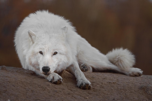 Lobo Ártico