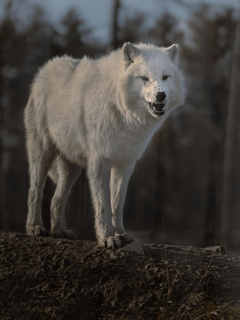 Lobo Ártico