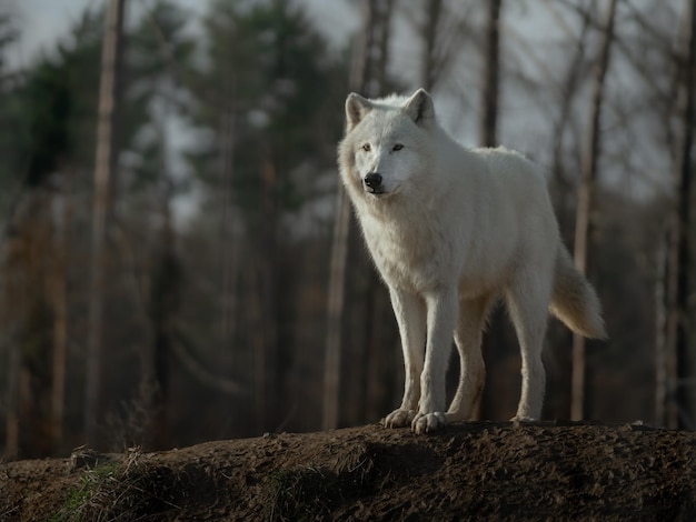 Lobo Ártico