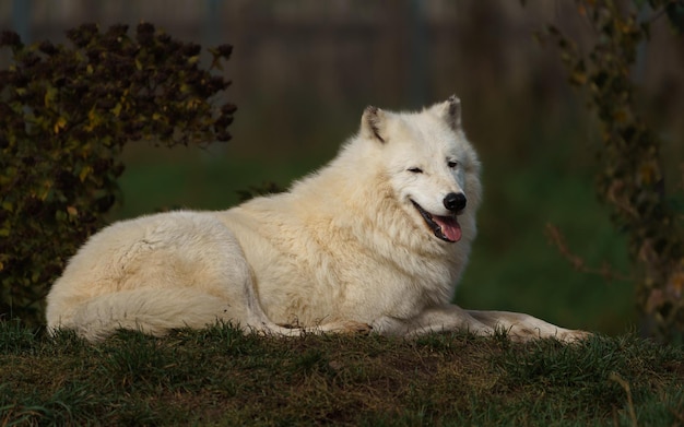 Lobo Ártico