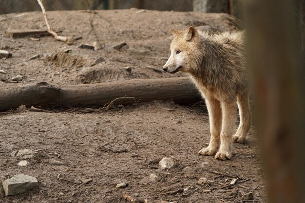 Lobo Ártico