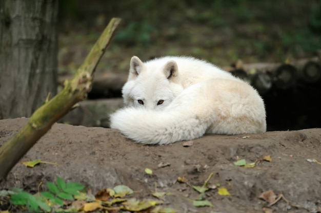 Lobo salvaje en el bosque