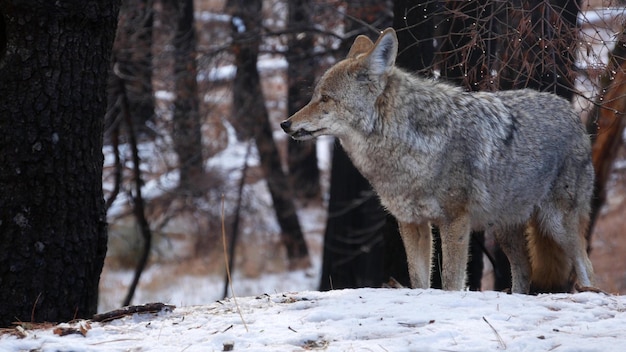 Lobo salvaje coyote o coywolf invierno nevado fores california vida silvestre fauna estados unidos