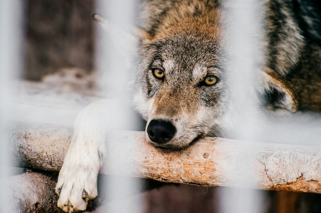 Lobo salvaje descansando en una jaula