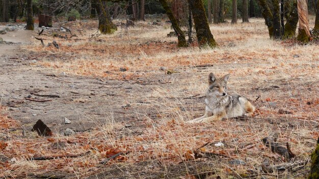 Lobo selvagem animal coiote ou coywolf yosemite floresta vida selvagem Califórnia fauna