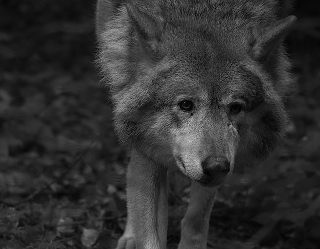 Lobo siberiano en fotografía en blanco y negro retrato del depredador