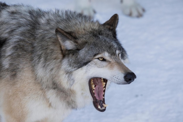 lobo uivando lobo uivando