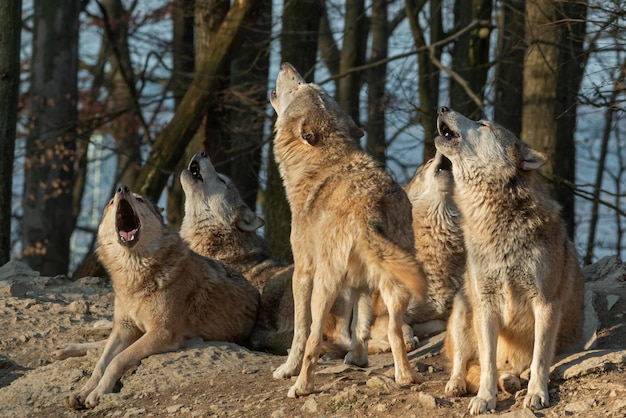 lobo uivando lobo uivando