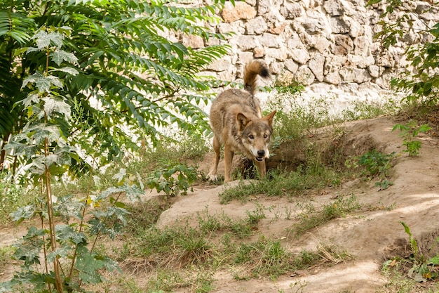 Lobo con una vista de cerca