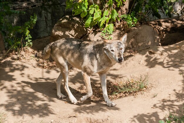 Lobo con una vista de cerca