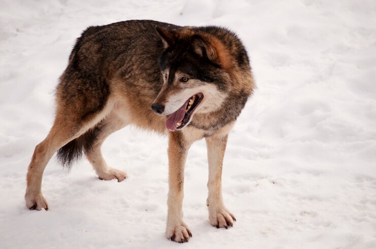 Foto lobo