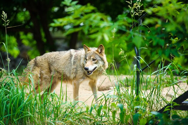 Foto lobo