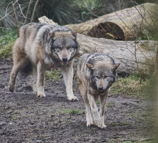 Los lobos caminando por el campo
