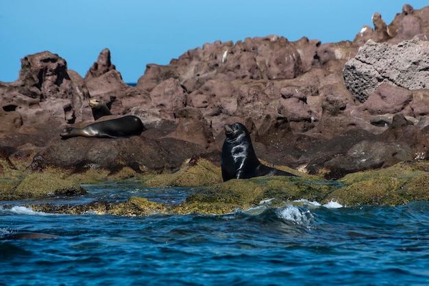 Lobos marinos de California Zalophus californiacus en el Mar de Cortés en México