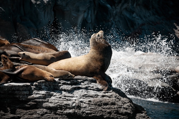 Lobos marinos de California (Zalophus californianus) tomando el sol en las rocas