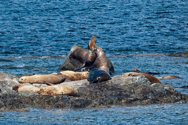 Lobos Marinos Foca peleando en las rocas