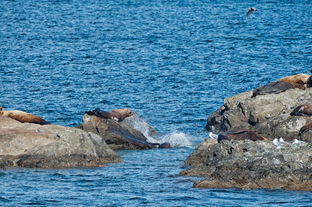 Lobos Marinos Foca peleando en las rocas