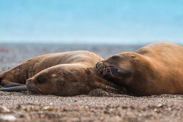 Lobos marinos hembras descansando en la playa Península Valdés Patagonia