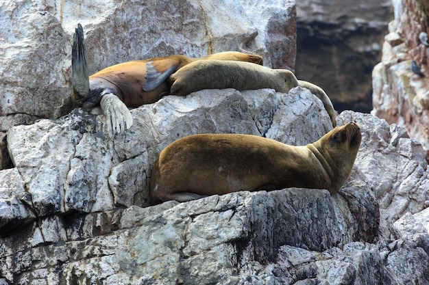 Lobos marinos luchando por una roca en la costa peruana en las islas Ballestas Perú