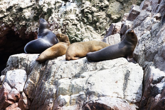 Lobos marinos luchando por una roca en la costa peruana en las islas Ballestas Perú